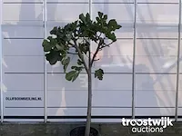 Ficus carica vijgenboom - afbeelding 2 van  5