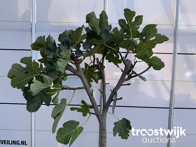 Ficus carica vijgenboom - afbeelding 3 van  5
