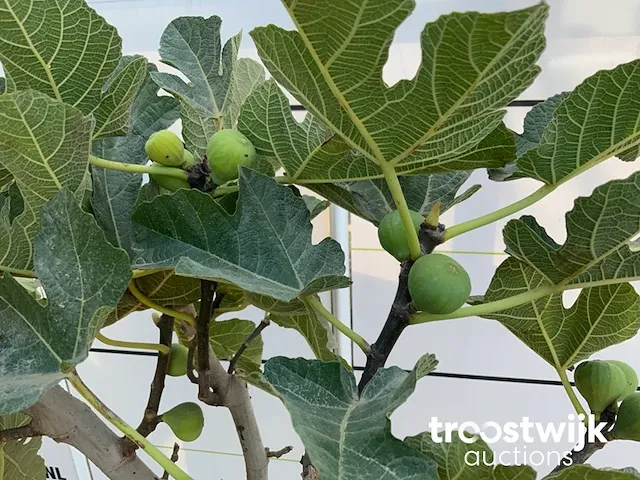 Ficus carica vijgenboom - afbeelding 4 van  5