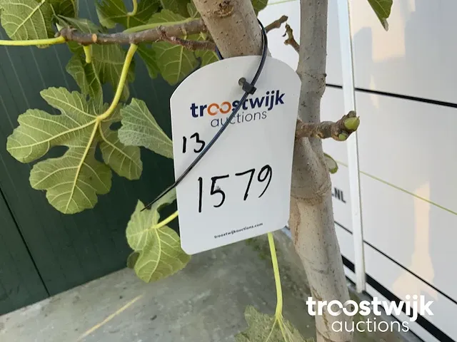 Ficus carica vijgenboom - afbeelding 5 van  5