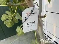 Ficus carica vijgenboom - afbeelding 5 van  5