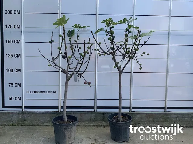 Ficus carica vijgenboom - afbeelding 1 van  7