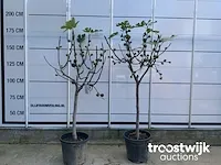 Ficus carica vijgenboom - afbeelding 1 van  7