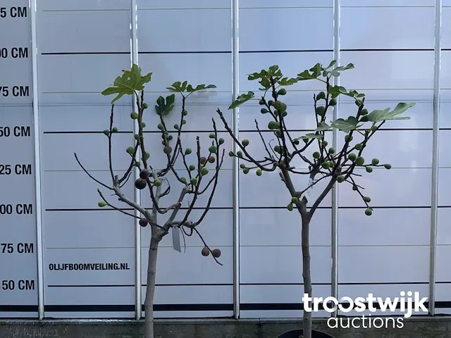 Ficus carica vijgenboom - afbeelding 2 van  7