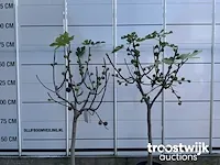 Ficus carica vijgenboom - afbeelding 2 van  7