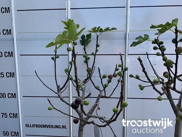 Ficus carica vijgenboom - afbeelding 3 van  7