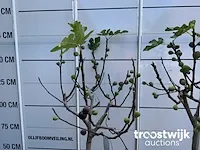 Ficus carica vijgenboom - afbeelding 3 van  7