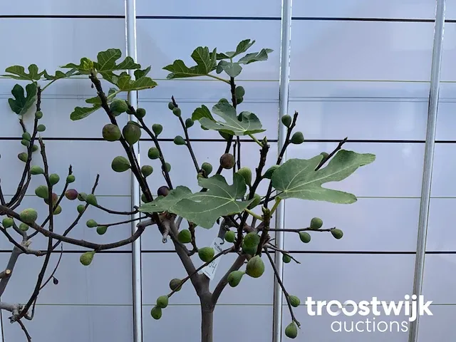 Ficus carica vijgenboom - afbeelding 4 van  7