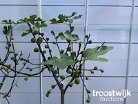 Ficus carica vijgenboom - afbeelding 4 van  7