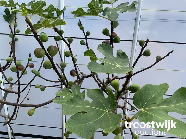 Ficus carica vijgenboom - afbeelding 5 van  7