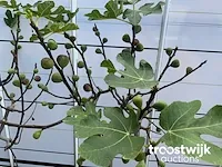 Ficus carica vijgenboom - afbeelding 5 van  7