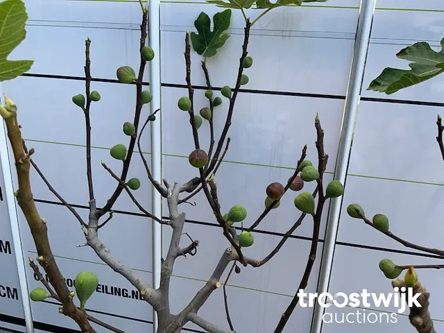 Ficus carica vijgenboom - afbeelding 6 van  7