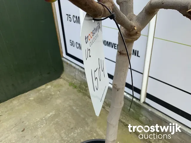 Ficus carica vijgenboom - afbeelding 7 van  7