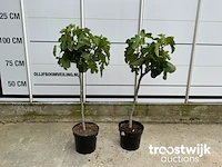 Ficus carica - afbeelding 2 van  3