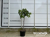 Ficus carica - afbeelding 1 van  4