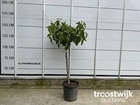 Ficus carica - afbeelding 1 van  4