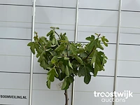 Ficus carica - afbeelding 3 van  4