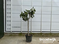 Ficus carica - afbeelding 1 van  3