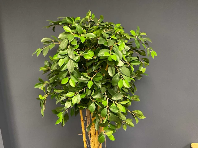 Ficus kunstplant met pot - afbeelding 2 van  4