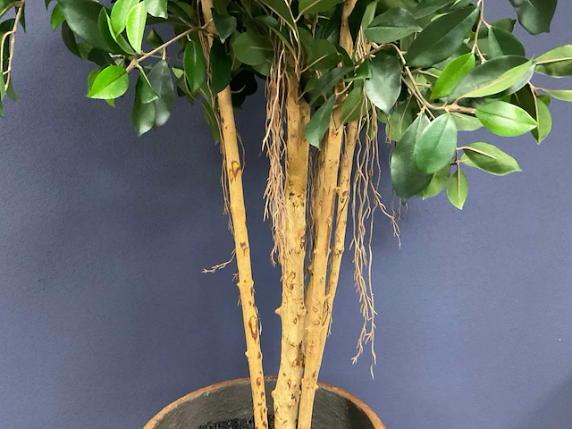 Ficus kunstplant met pot - afbeelding 3 van  4