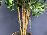 Ficus kunstplant met pot - afbeelding 3 van  4
