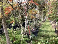 Fluweelboom - sierboom - afbeelding 1 van  4