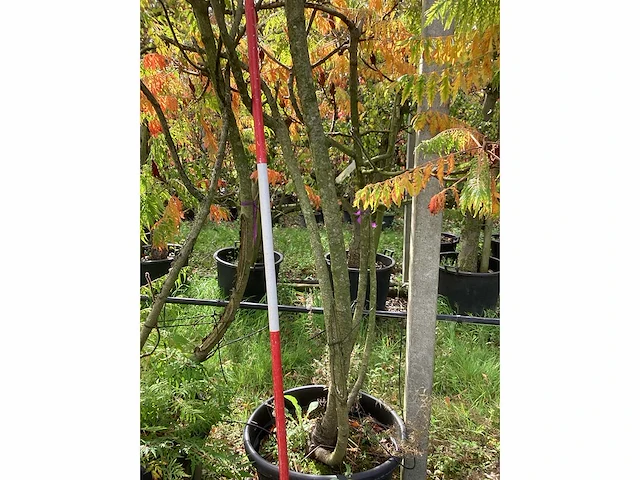 Fluweelboom - sierboom - afbeelding 2 van  4