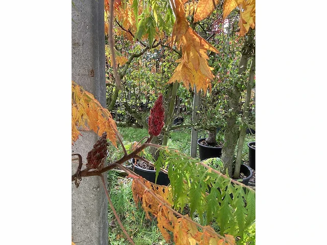 Fluweelboom - sierboom - afbeelding 3 van  4