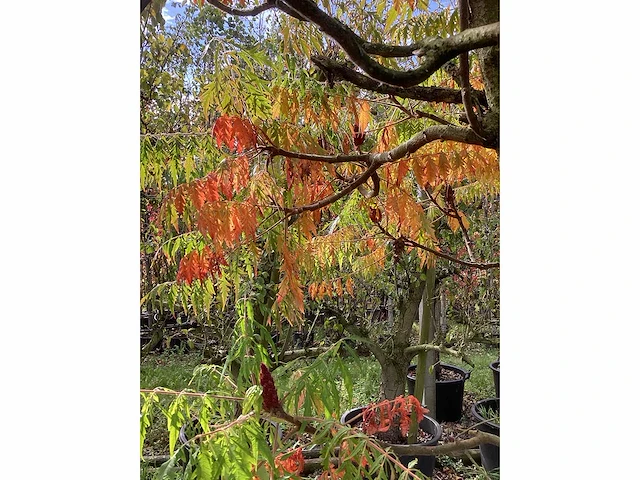 Fluweelboom - sierboom - afbeelding 4 van  4