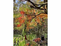 Fluweelboom - sierboom - afbeelding 4 van  4