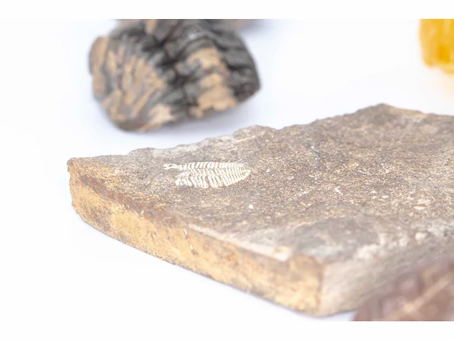 Fossielencollectie (26pc - 550 mil - 2 mil jaar) - afbeelding 12 van  12