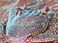 Foto afbeelding in lijst - afbeelding 4 van  8