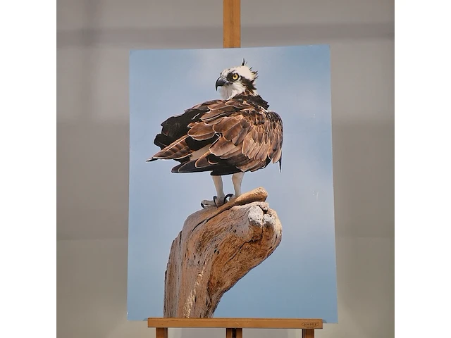 Foto afbeelding op hout, voorstelling visarend - afbeelding 1 van  8