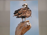 Foto afbeelding op hout, voorstelling visarend - afbeelding 1 van  8