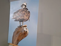 Foto afbeelding op hout, voorstelling visarend - afbeelding 3 van  8