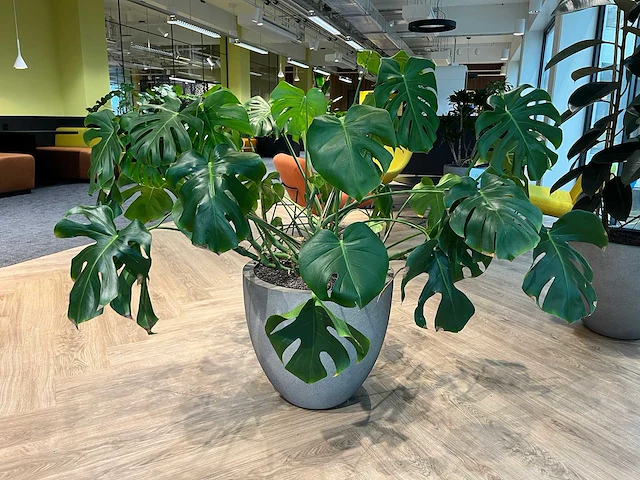Gatenplant met grijze pot h120 - afbeelding 1 van  8