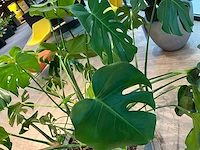 Gatenplant met grijze pot h120 - afbeelding 3 van  8