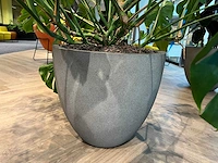 Gatenplant met grijze pot h120 - afbeelding 4 van  8