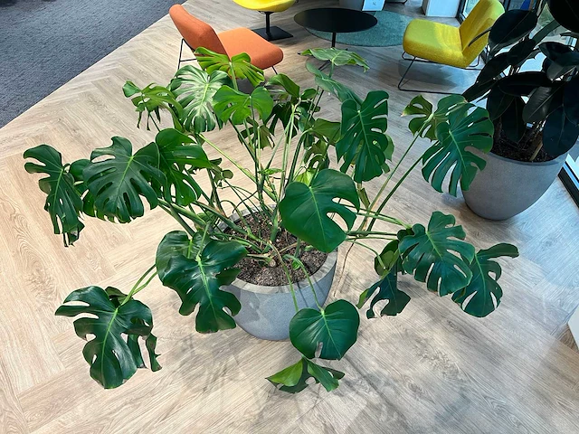 Gatenplant met grijze pot h120 - afbeelding 7 van  8