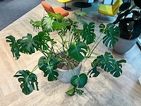 Gatenplant met grijze pot h120 - afbeelding 7 van  8