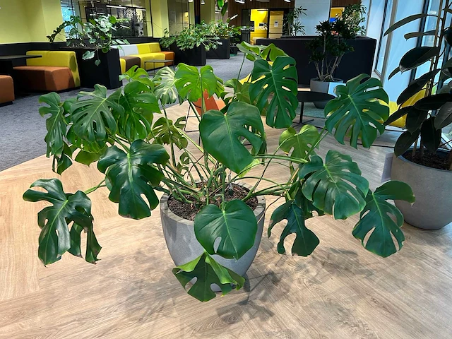 Gatenplant met grijze pot h120 - afbeelding 8 van  8