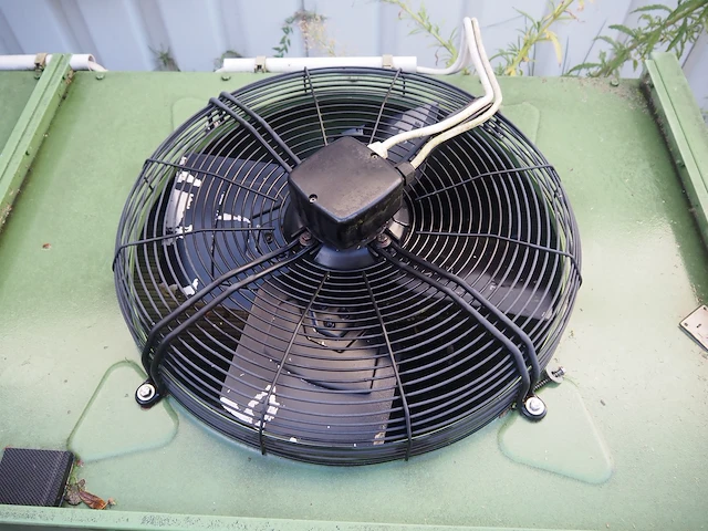 Gea küba - afbeelding 3 van  6