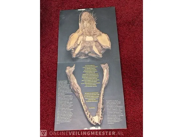 Gegoten replica, tyrannosaurus rex - afbeelding 2 van  10