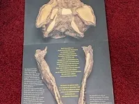 Gegoten replica, tyrannosaurus rex - afbeelding 2 van  10