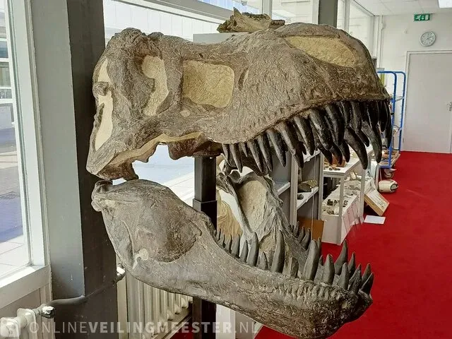 Gegoten replica, tyrannosaurus rex - afbeelding 1 van  10