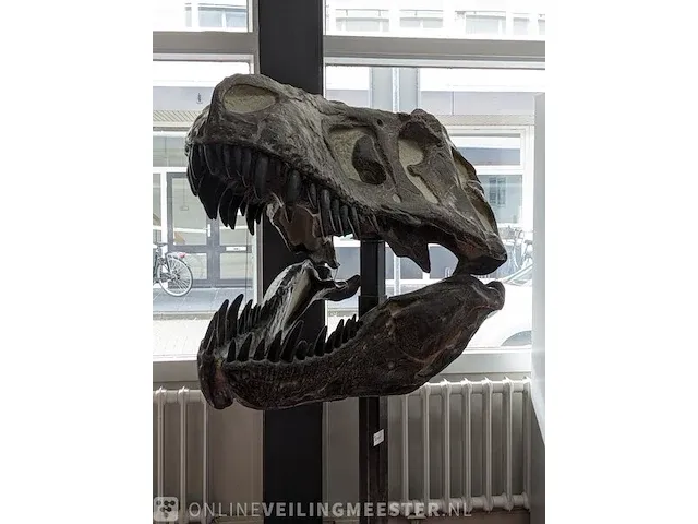 Gegoten replica, tyrannosaurus rex - afbeelding 3 van  10