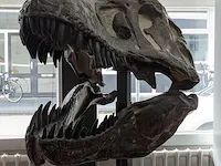 Gegoten replica, tyrannosaurus rex - afbeelding 3 van  10