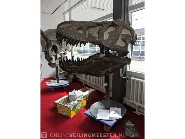 Gegoten replica, tyrannosaurus rex - afbeelding 4 van  10