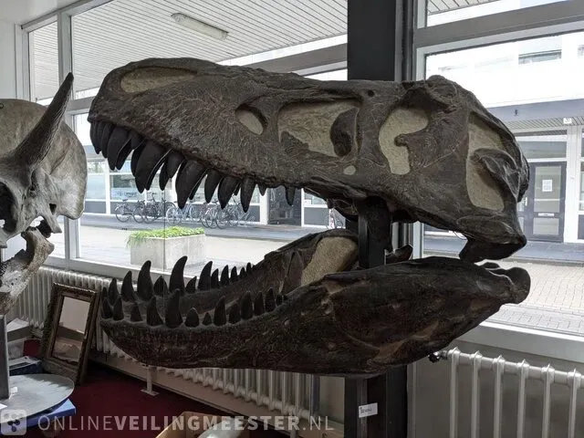 Gegoten replica, tyrannosaurus rex - afbeelding 5 van  10