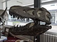 Gegoten replica, tyrannosaurus rex - afbeelding 5 van  10